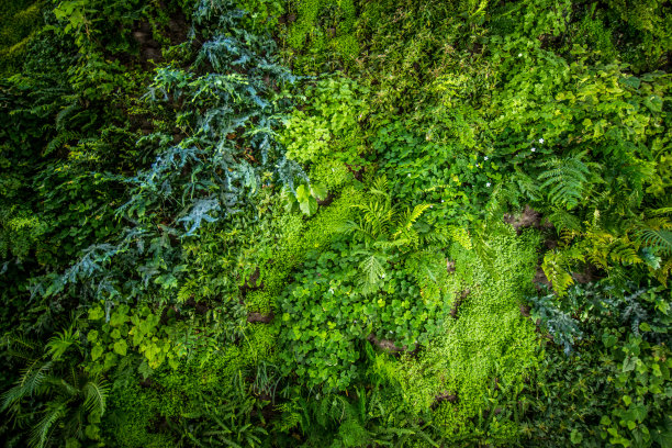 植物墙素材