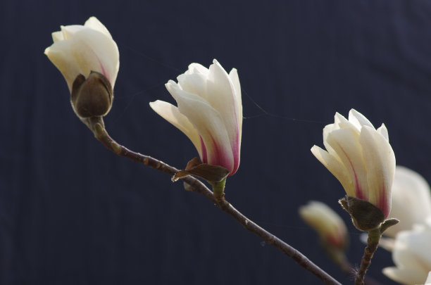 玉兰花花瓣