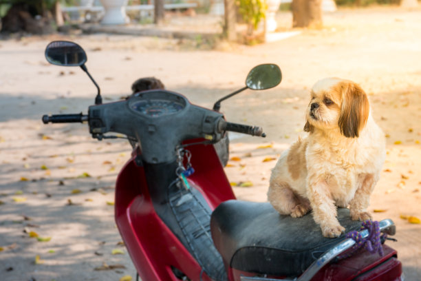 摩托车的狗