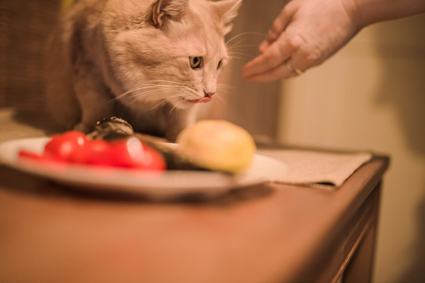 小猫进食