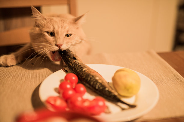 小猫进食