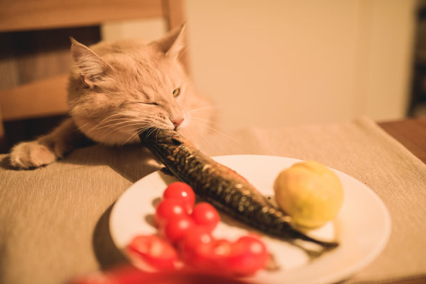 小猫进食