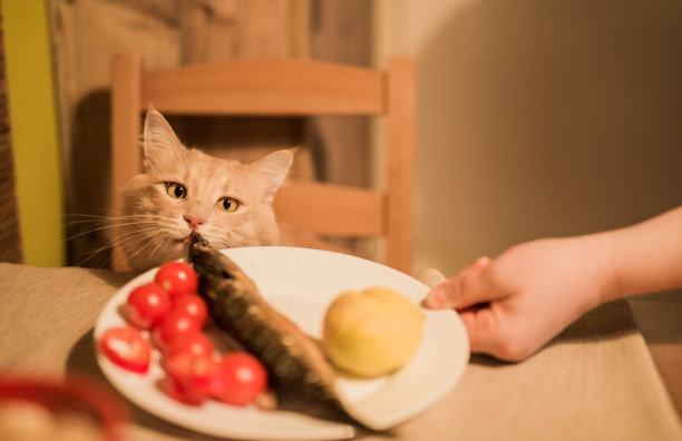 小猫进食