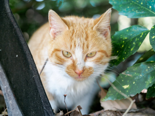 条纹的虎斑猫