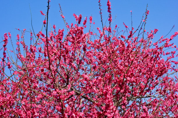 诗意梅花