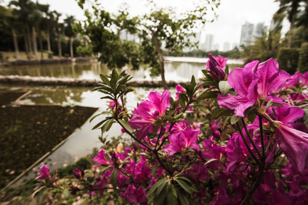 深圳公园花朵
