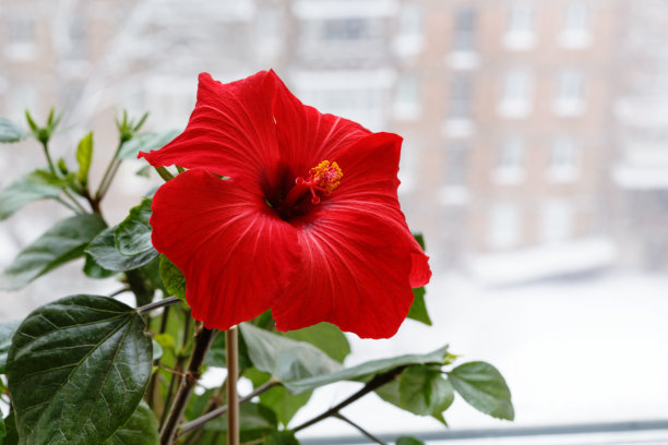 芙蓉花开