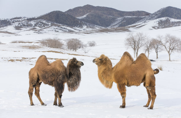 骆驼冬雪