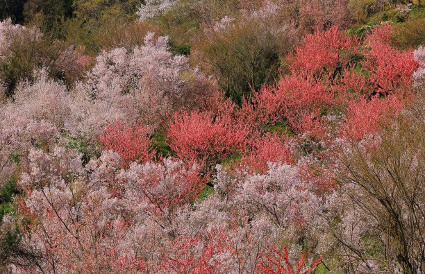 酸梅花