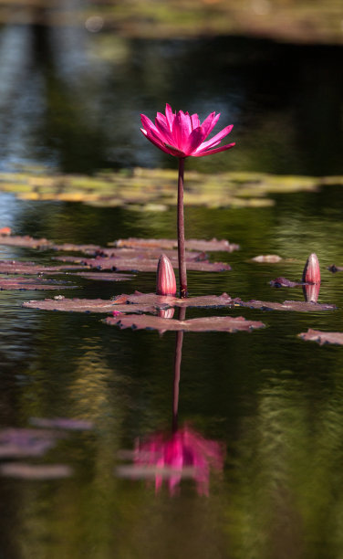 莲花叶图片