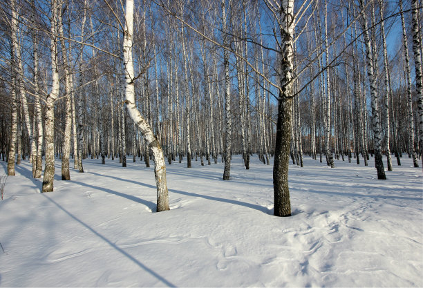 下雪后的操场