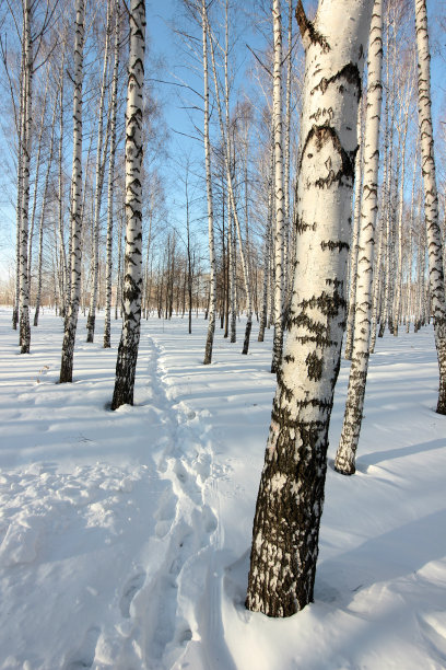 下雪后的操场