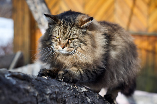 蓬松的波斯猫