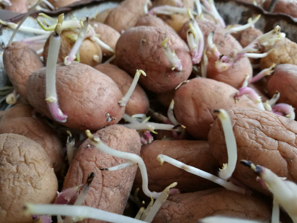 土豆长芽