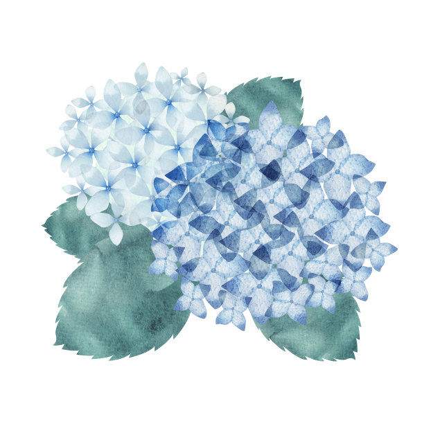 淡蓝色绣球花