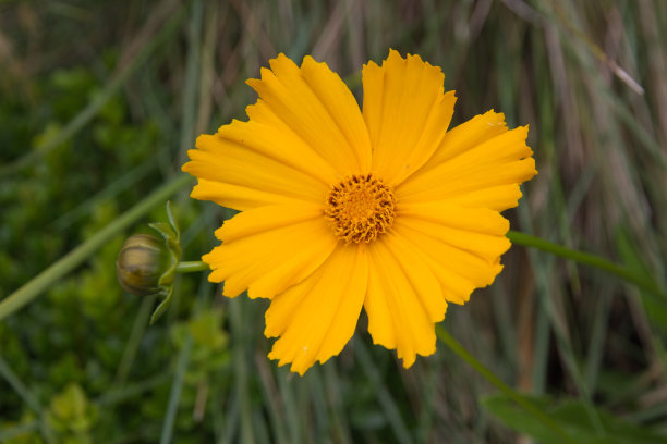 金鸡菊