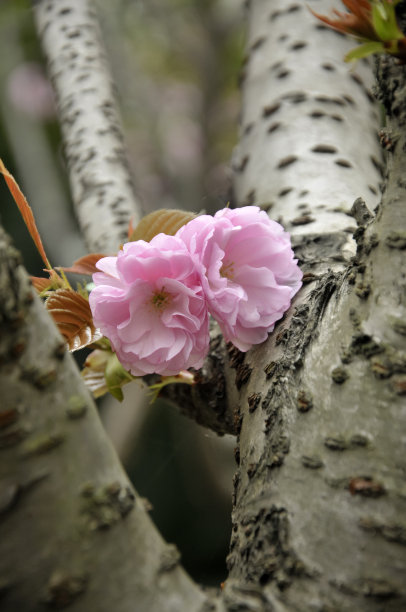 樱花丛