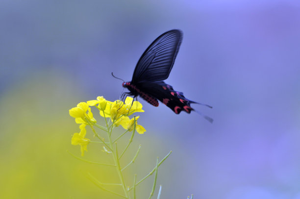 山花子