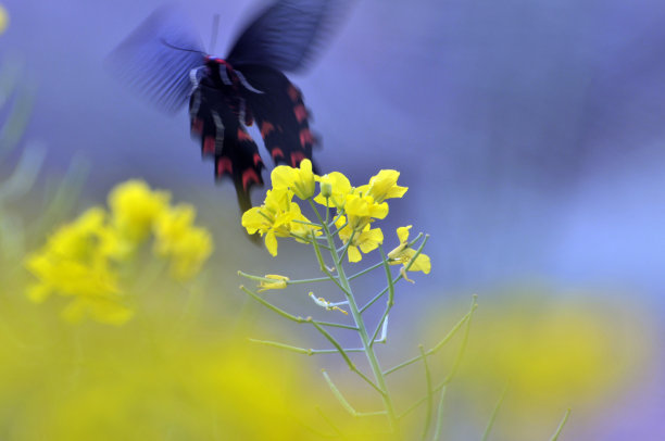 山花子