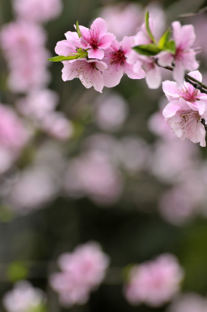 水蜜桃子