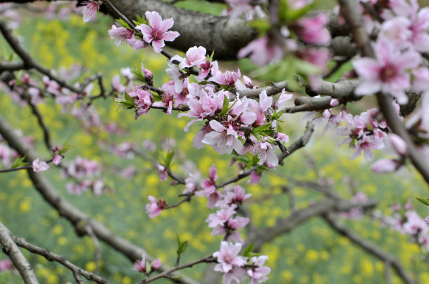 田野桃花