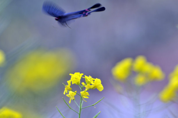 山花子