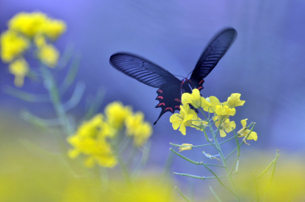 山花子