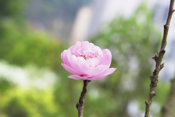 野苹果树