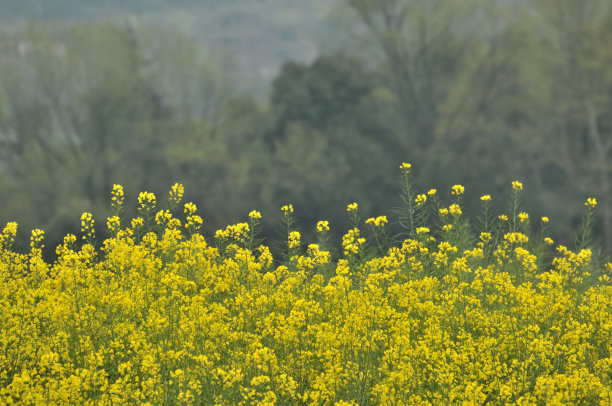 山区油菜花