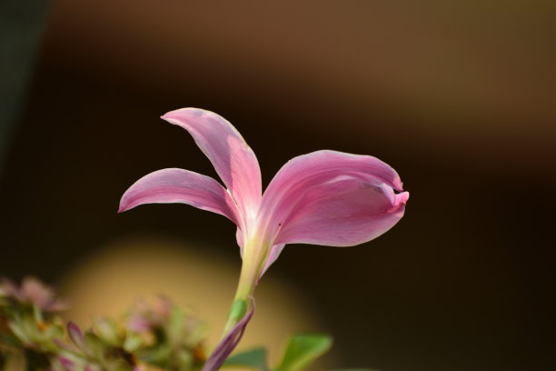 高清玫瑰花