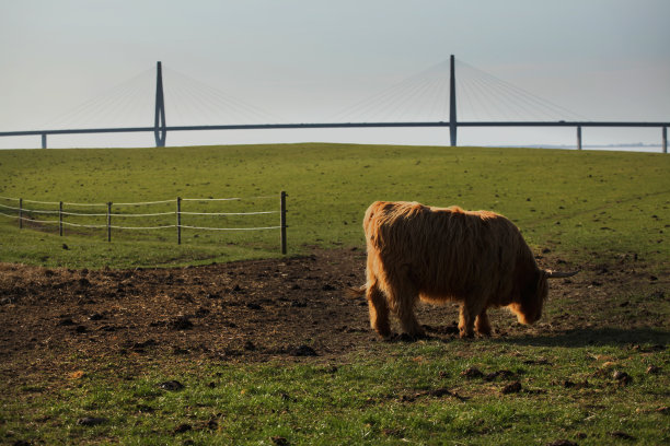 苏格兰高原牛