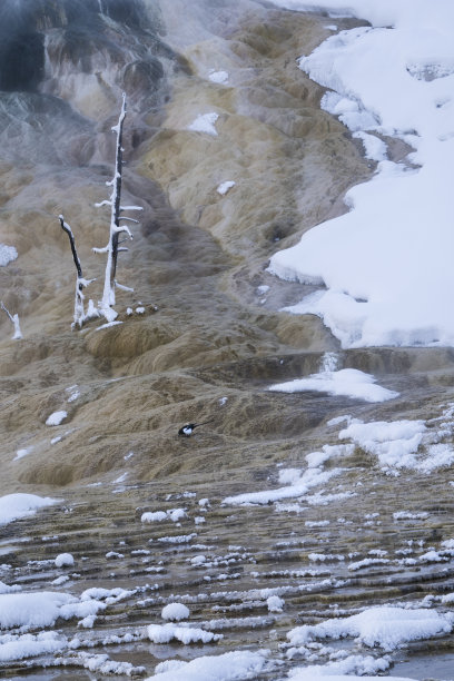 美国黄石国家公园的猛犸温泉