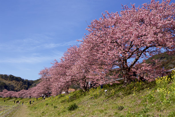 开花的樱桃树