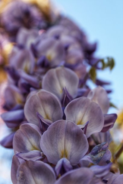 开花的紫藤