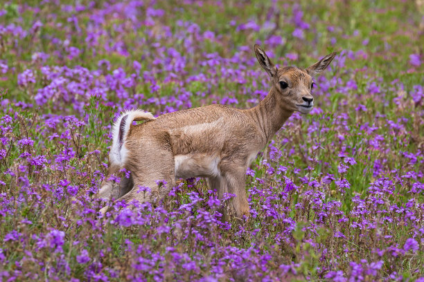 小鹿和花朵