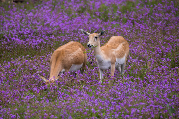 小鹿和花朵