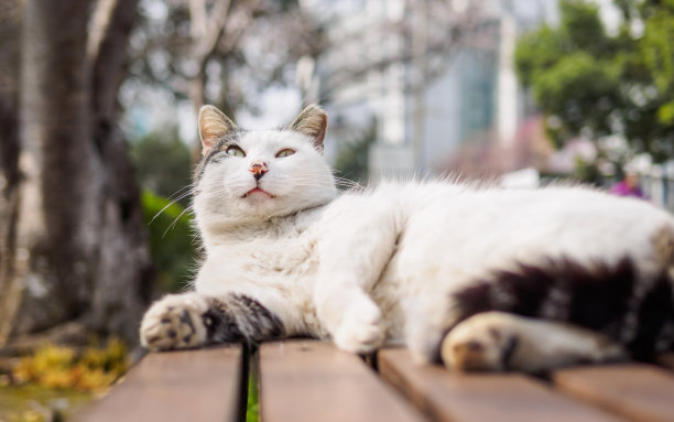 机警的猫咪