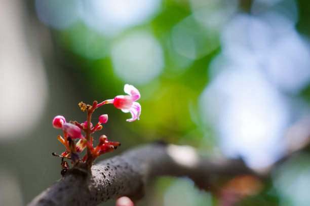 杨桃花