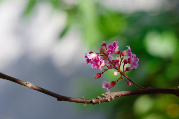 杨桃花