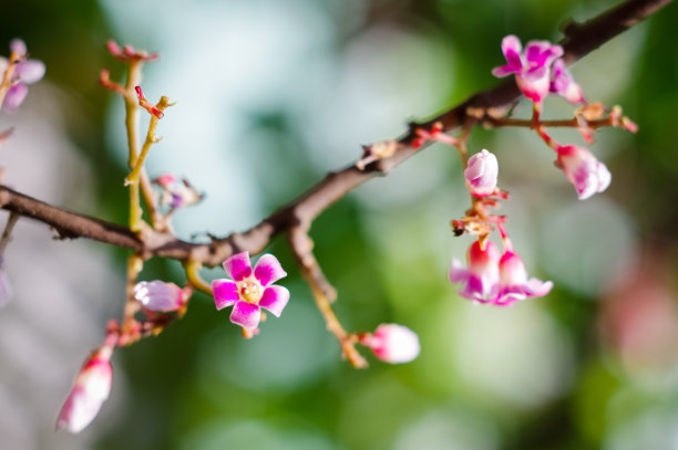 杨桃花