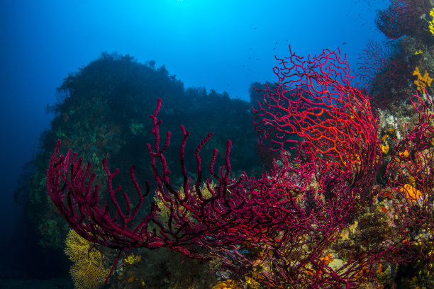 珊瑚红