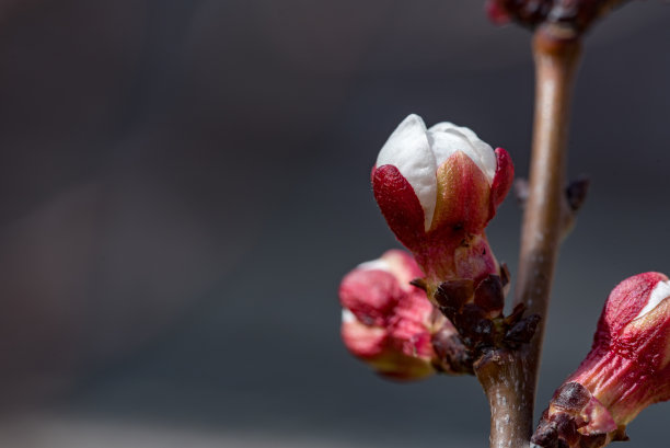 自然,美国,花