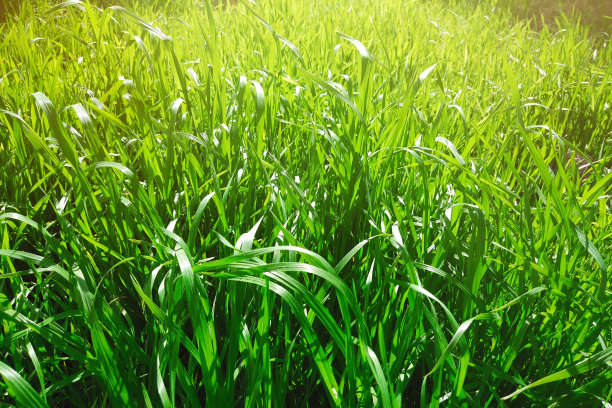 除草拔草