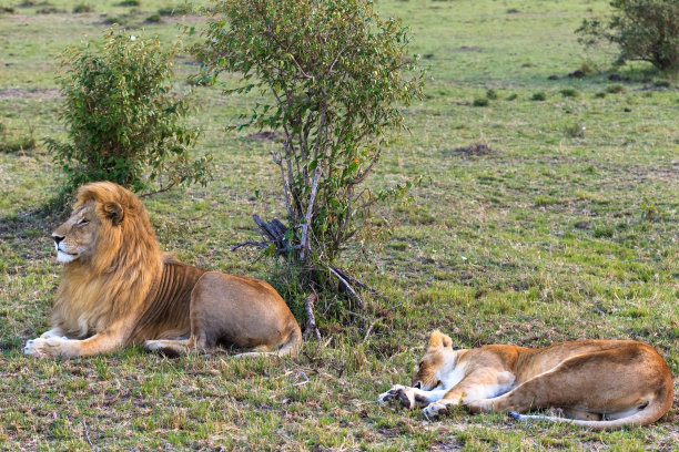 两只醒狮