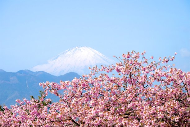 富士山插花