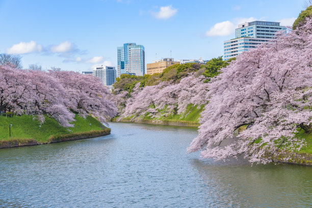 东京樱花