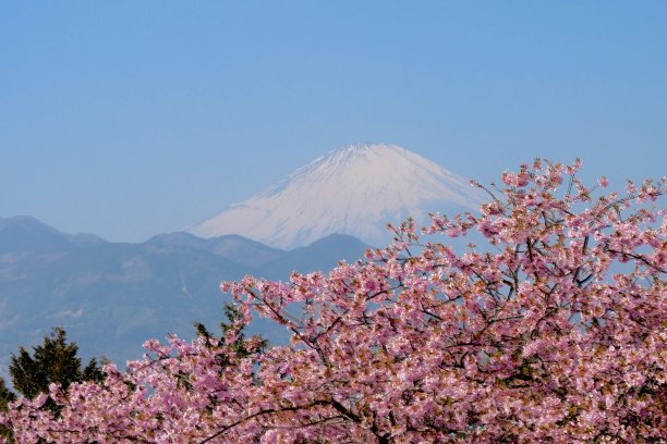 富士山插花