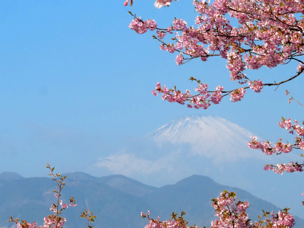 富士山插花