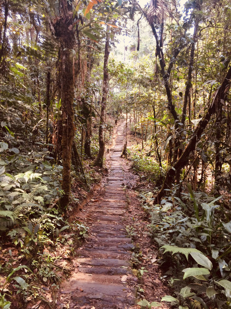 热带雨林木栈道