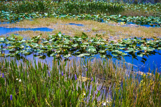 湖面水草